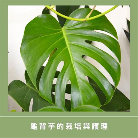 龜背芋 室外|龜背芋可以養在室外嗎？戶外種植龜背芋的注意事項